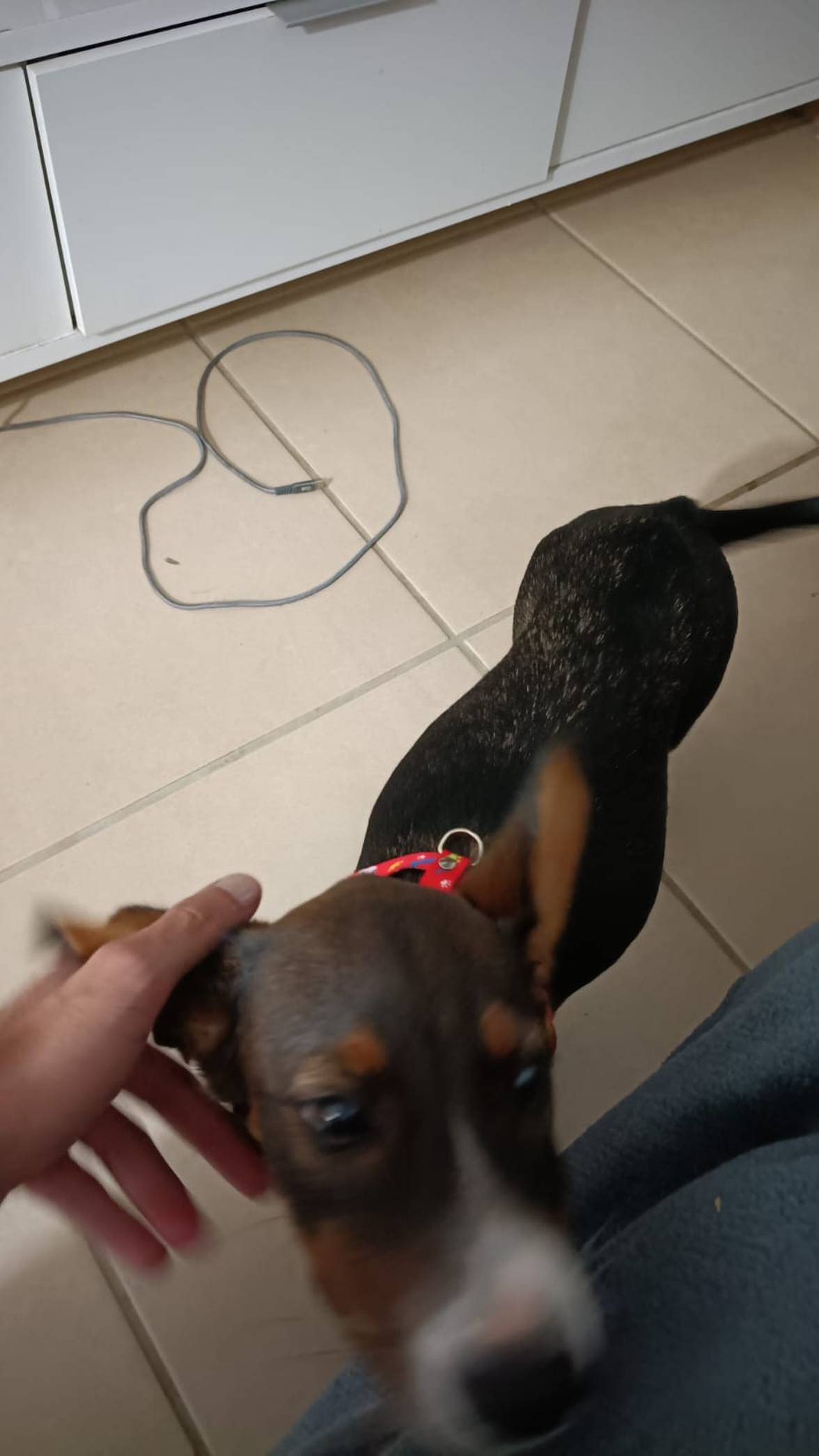 Belinha — foto 1