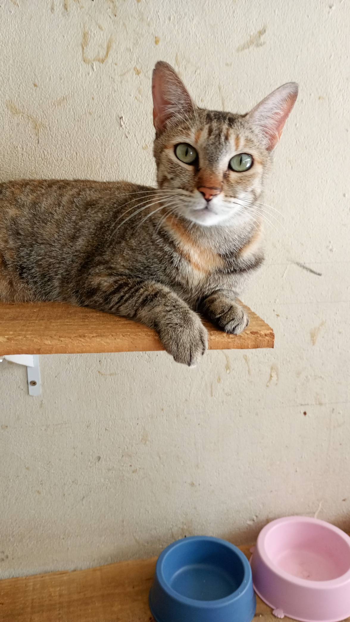 Lala — foto 1